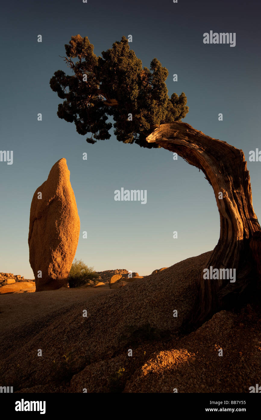 Juniper tree and conical rock at Jumbo Rocks in Joshue Tree National Park California USA Stock Photo