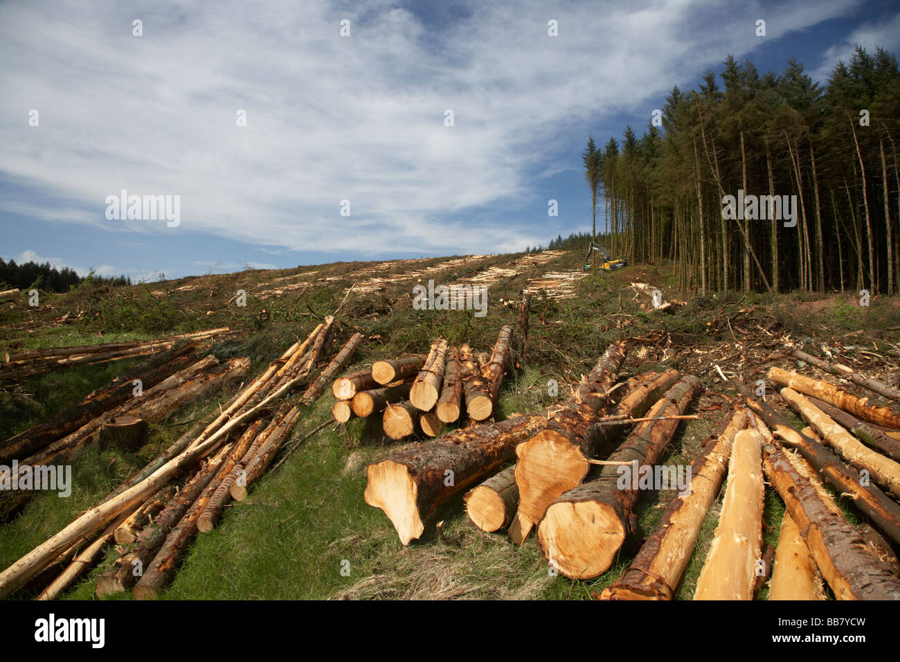 harvesting timber from softwood conifer site in north county antrim