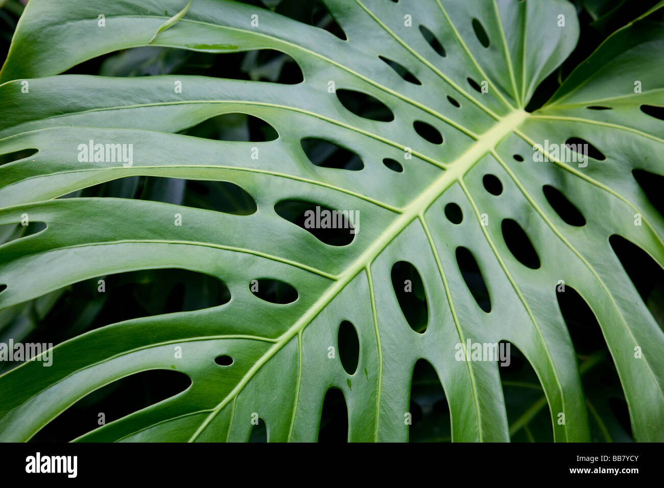 Monstera leaf (Araceae Stock Photo - Alamy