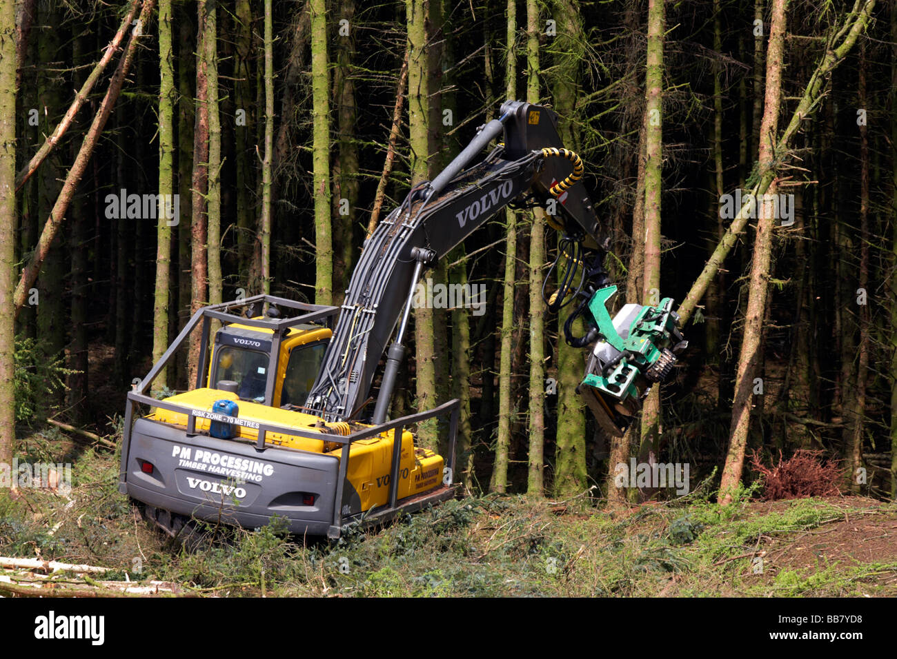 mechanical digger cutter loader backhoe harvesting timber from softwood conifer site in north county antrim northern ireland Stock Photo