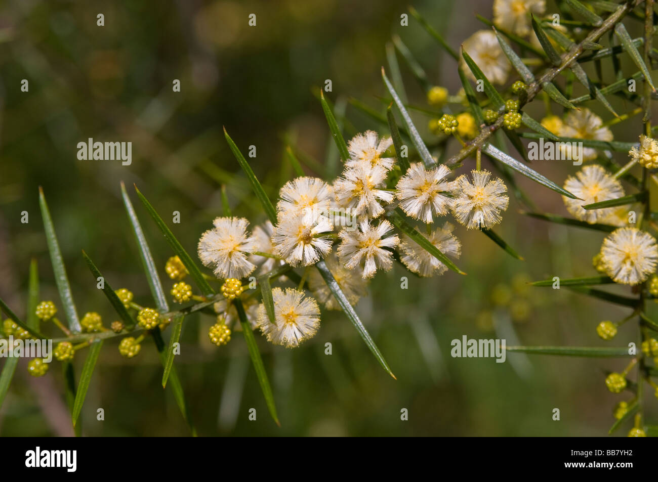 Accacia blossoms Stock Photo