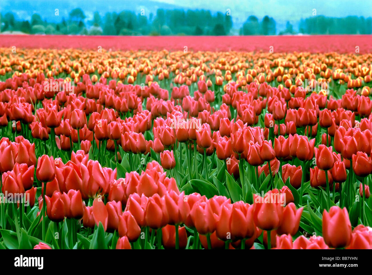 Several varieties of tulips growing on tulip farm in Skagit Valley Washington USA Stock Photo