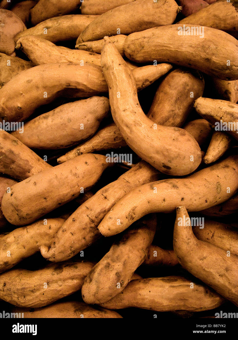 Fresh sweet potatoes on sale at the market Seattle WA Pacific Northwest USA Stock Photo