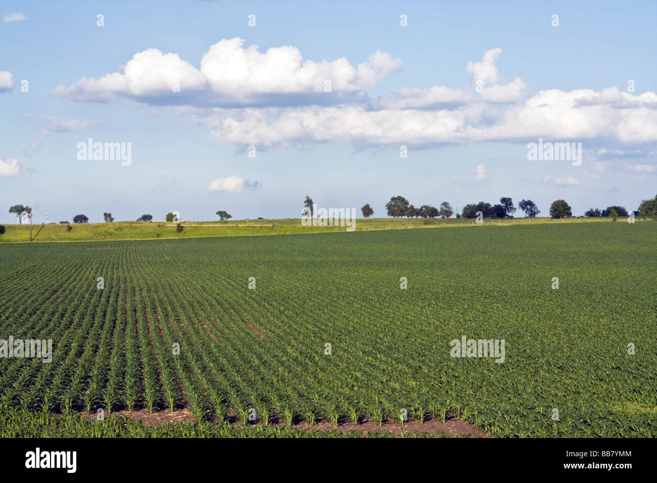 Growing Corn Field Indiana Stock Photo Alamy