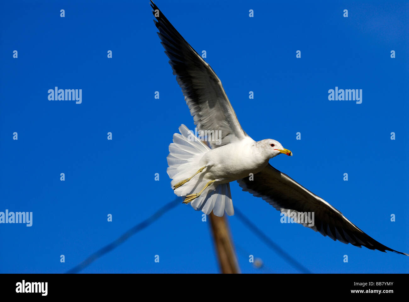 seagull flying in a blue sky Stock Photo - Alamy