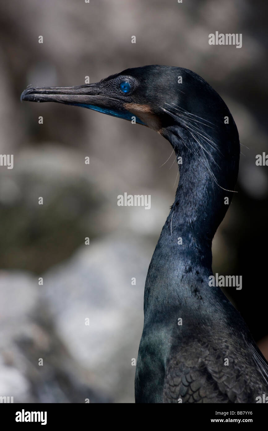 Brandt's Cormorant in Moss Landing, California, USA Stock Photo Alamy