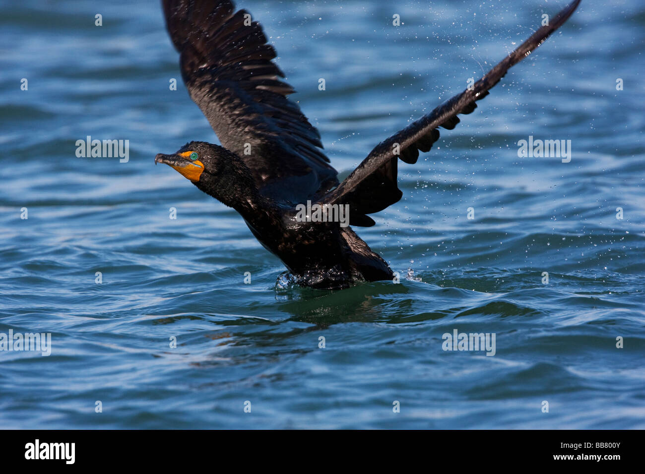 Double Crested Cormorant in Moss Landing, California, USA Stock Photo