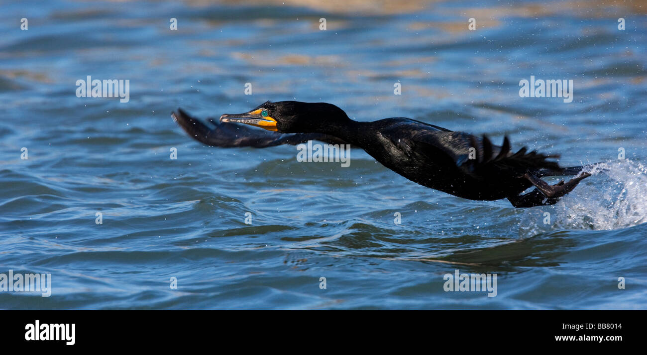 Double Crested Cormorant flying over Moss Landing, California, USA