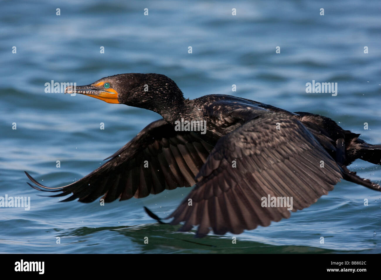 Double Crested Cormorant flying over Moss Landing, California, USA