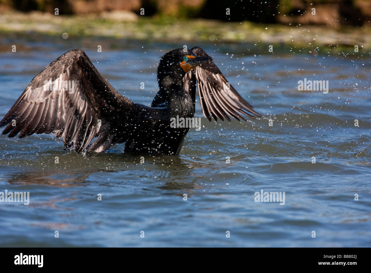 Double Crested Cormorant in Moss Landing, California, USA Stock Photo