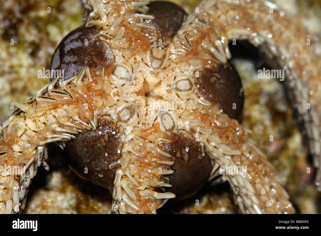 The Ventral side of a Brittle Star, Kavaratti, East Lagoon, Lakshadweep. Stock Photo