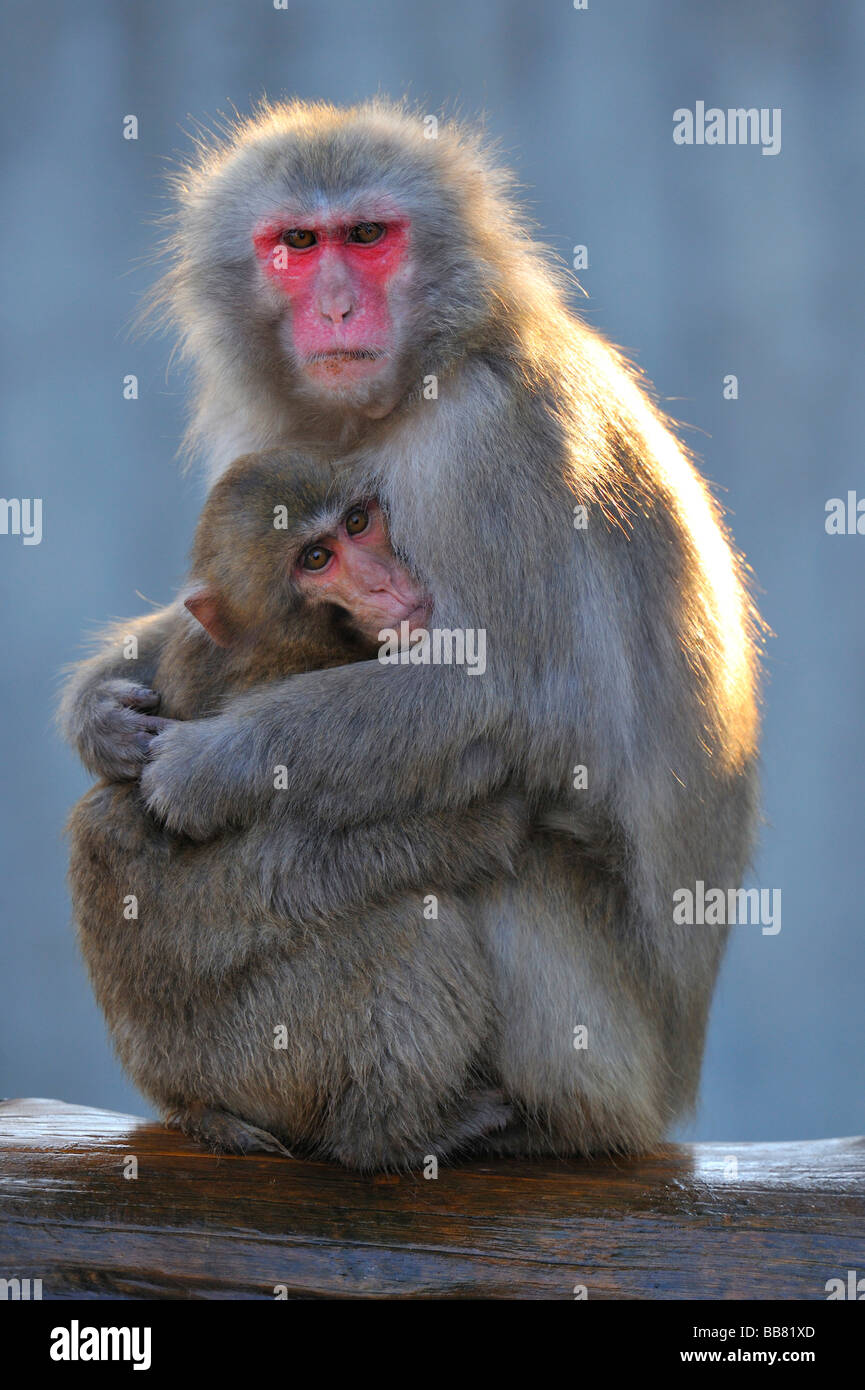 Japanese Macaque (Macaca fuscata), mother and child Stock Photo