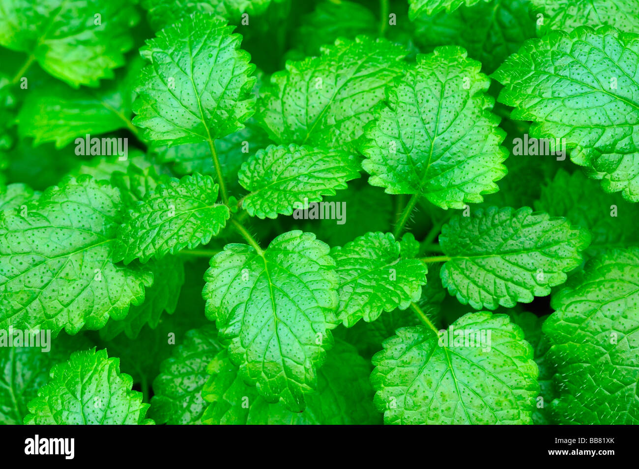 Lemon Balm (Melissa officinalis) Stock Photo