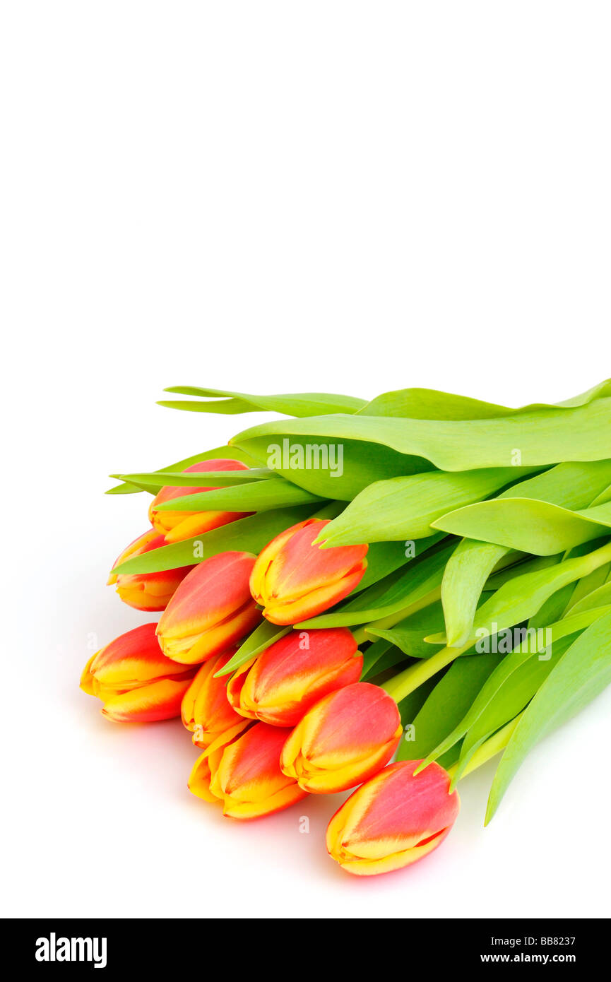 Tulips (Tulipa) Stock Photo
