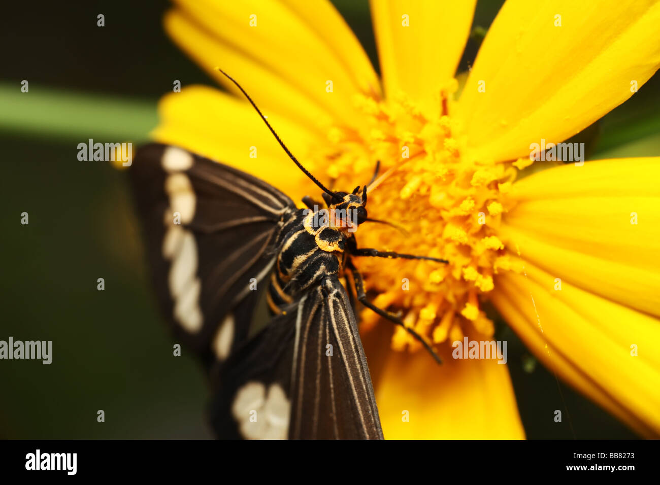 Awesome Tiger Moth Feeding on Yellow Flower's nectar Stock Photo