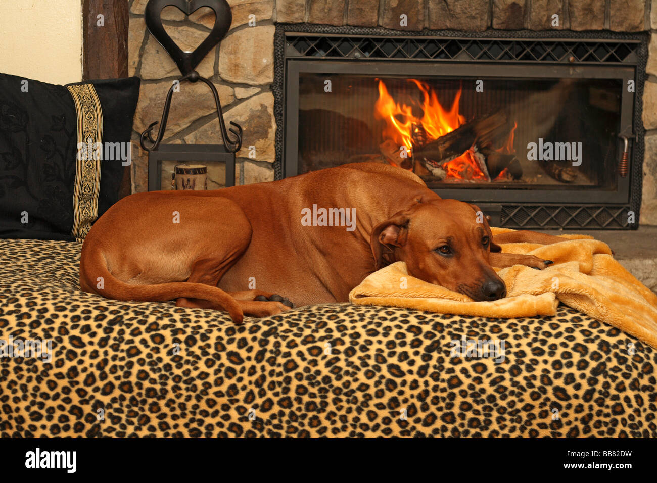 Rhodesian Ridgeback (Canis lupus f. familiaris), lying on a sofa in front of a chimney Stock Photo