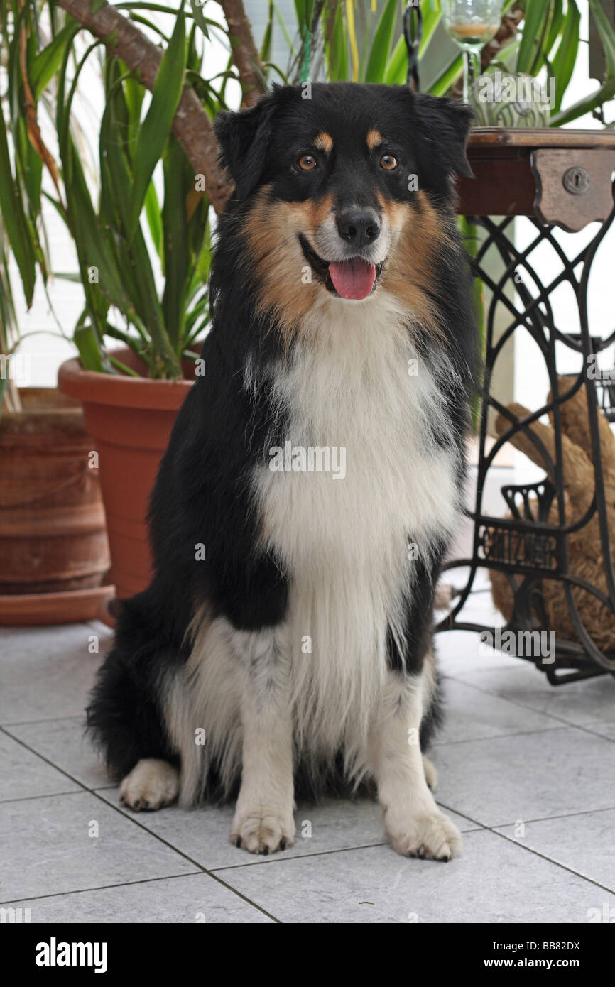 Can A Australian Shepherd Live In Aland