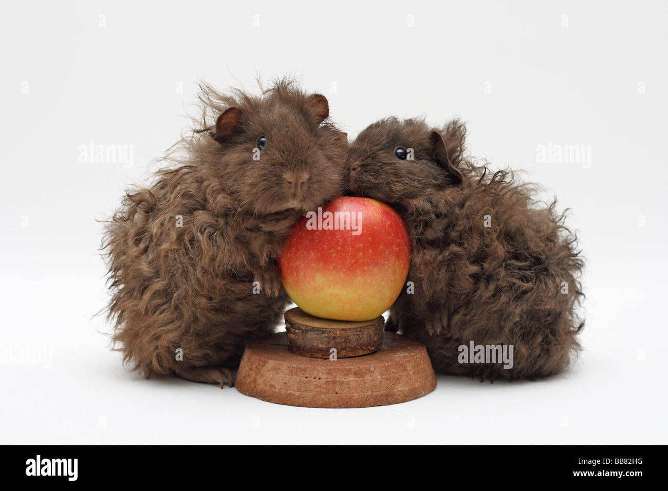Two chocolate-brown guinea pigs, 2 months old, standing at an apple holder Stock Photo