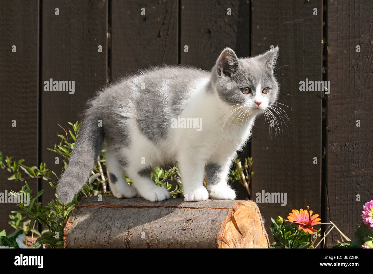 British shorthair cat, 10 weeks old Stock Photo