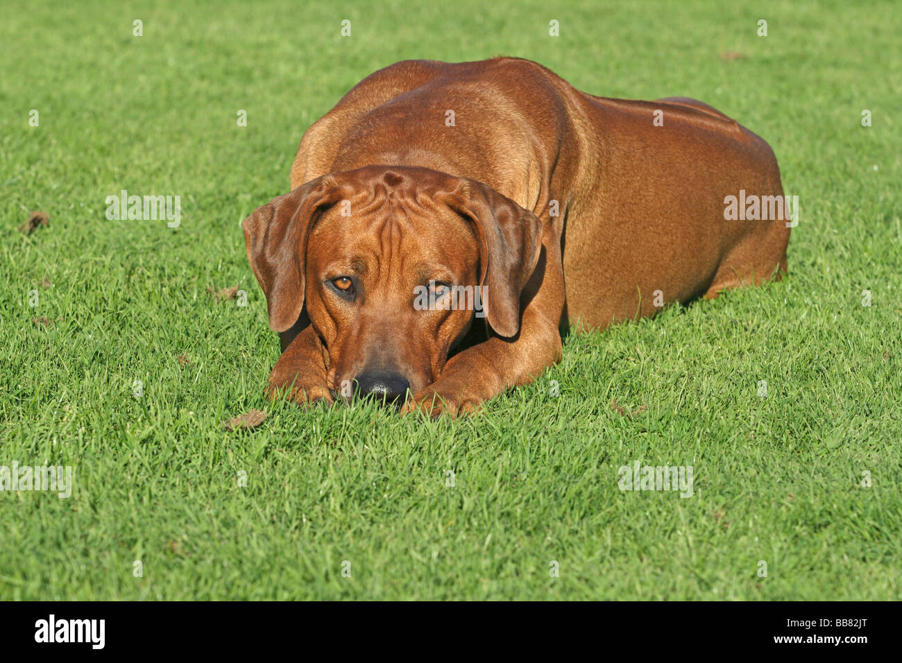 Rhodesian Ridgeback (Canis lupus f. familiaris), lying on a meadow, bored Stock Photo