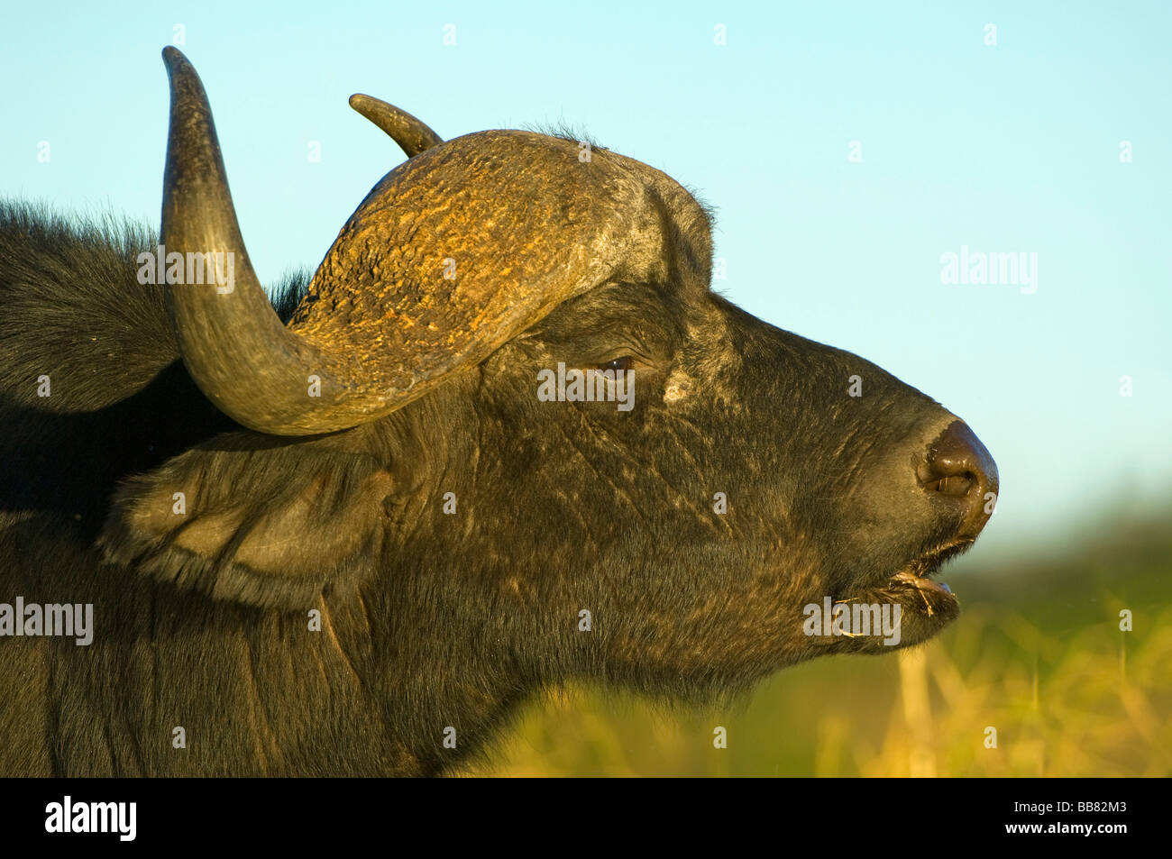 African Buffalo (Syncerus caffer) in the last daylight, portrait, Chobe National Park, Botswana, Africa Stock Photo