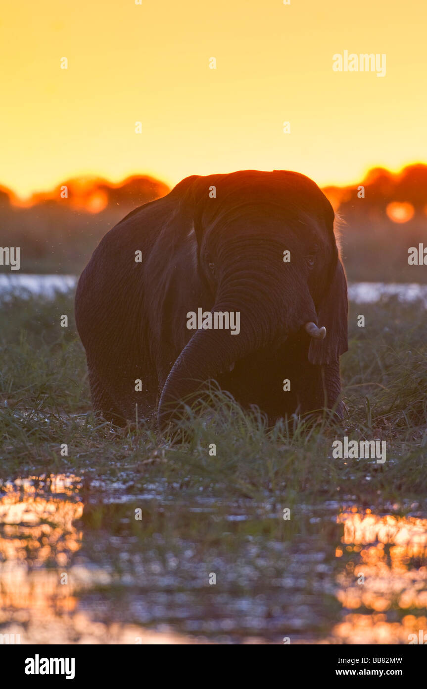 African Bush Elephant (Loxodonta africana) standing in the Chobe River, at sunset, Chobe National Park, Botswana, Africa Stock Photo