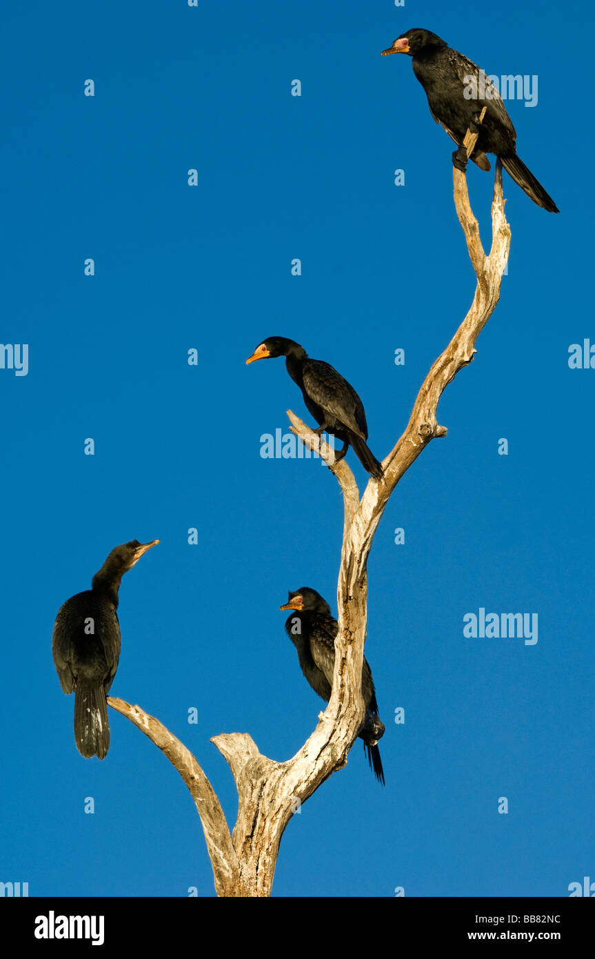 Long-tailed Cormorant (Phalacrocorax africanus), Chobe National Park, Botswana, Africa Stock Photo