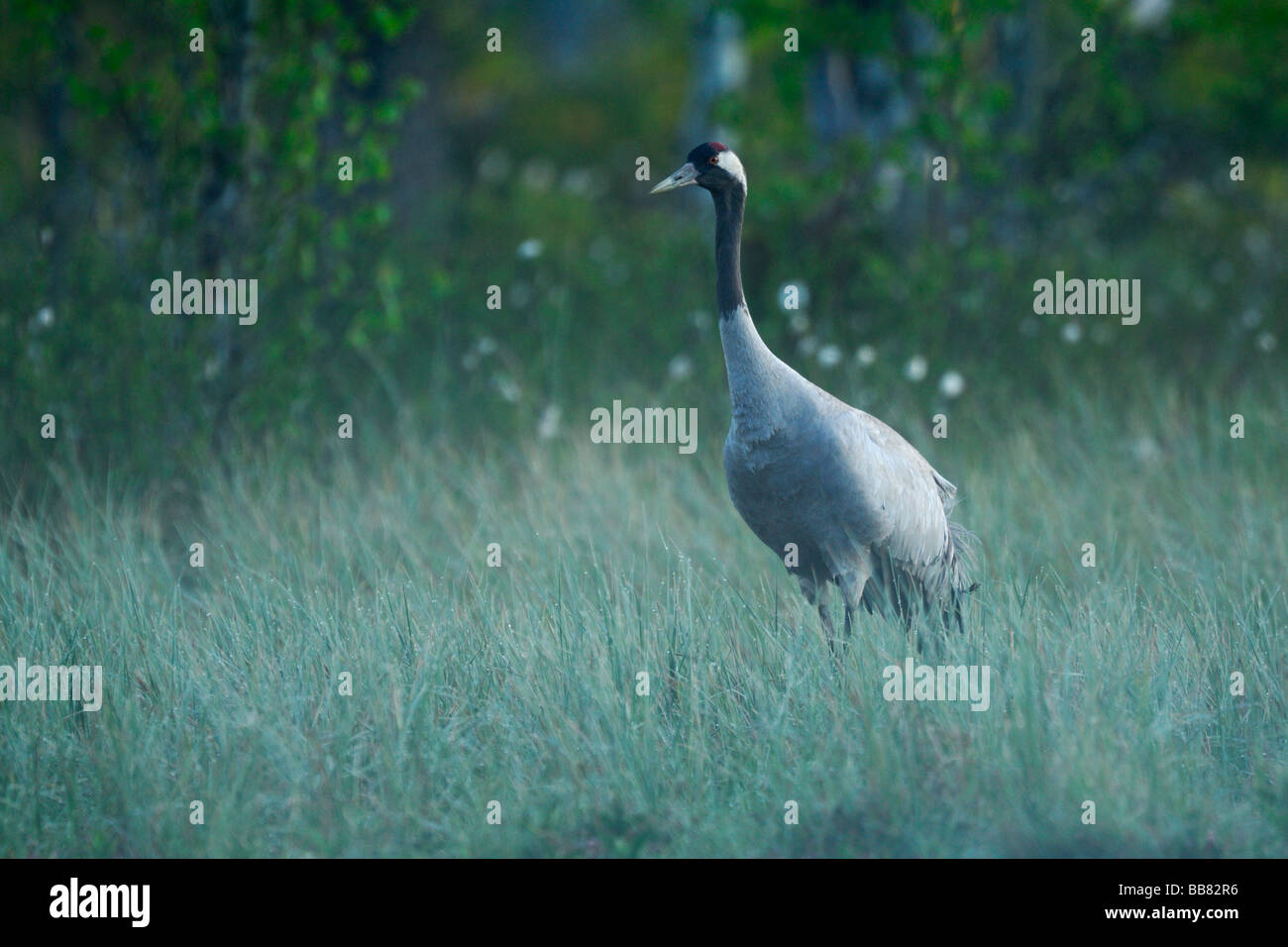 Common Crane (Grus grus) in first daylight, in a swedisch swamp, Dalarna, Sweden, Scandinavia, Europe Stock Photo