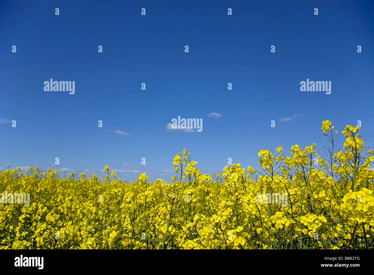 Field of Rape Stock Photo - Alamy