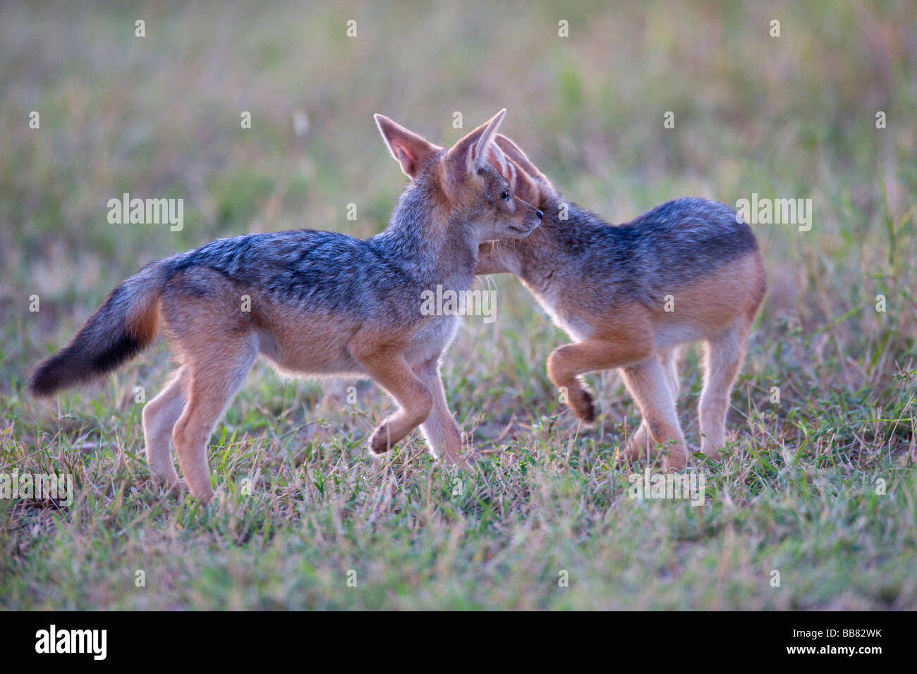 Black-backed Jackal (Canis mesomelas), two young in first daylight, Masai Mara National Reserve, Kenya, East Africa Stock Photo