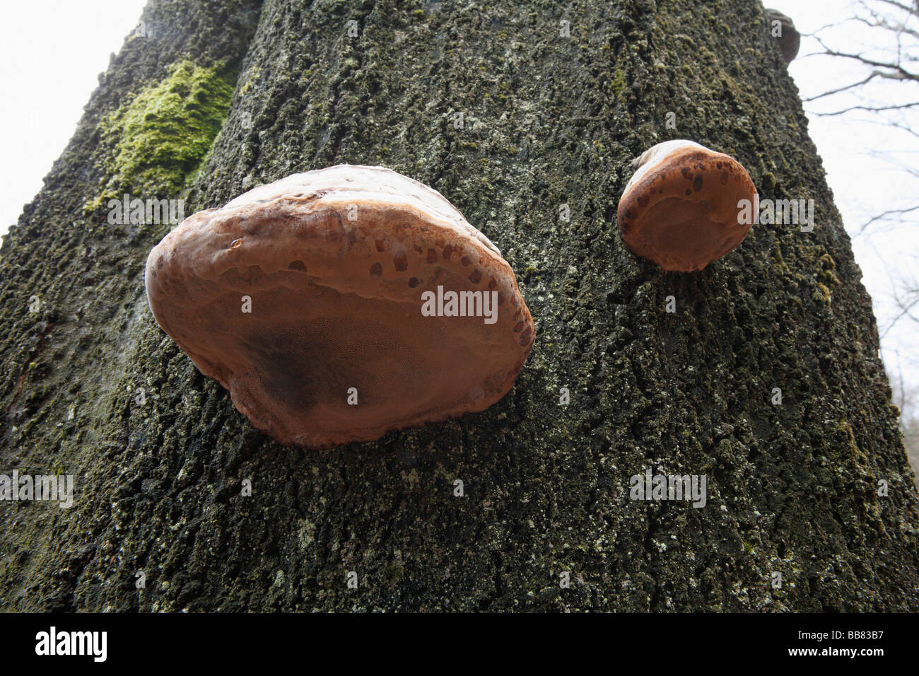 Fungus growing on a tree, at the Urselbach stream above Oberursel, Hesse, Germany Stock Photo