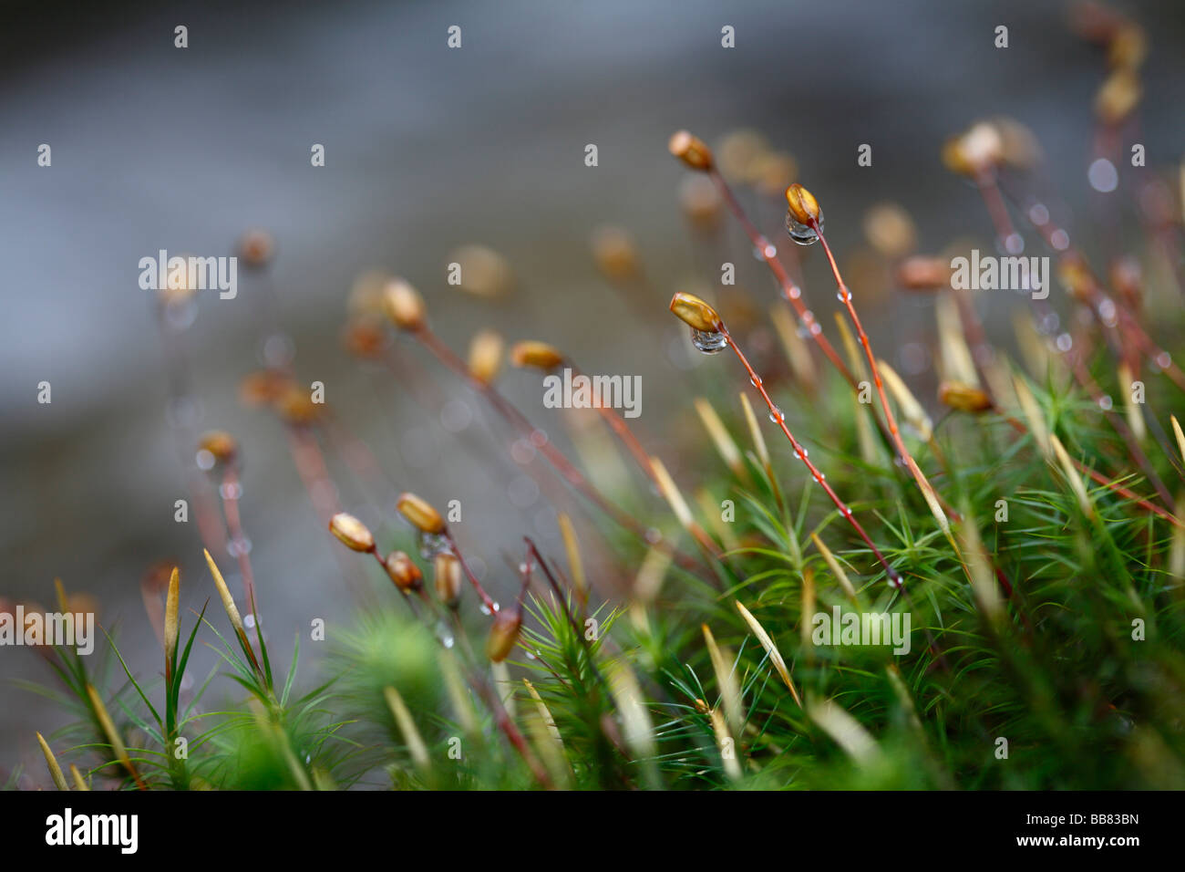 Spore capsules of Wood Hair Cup Moss (Polytrichum formosum), morning dew, forest near Oberursel, Hesse, Germany Stock Photo