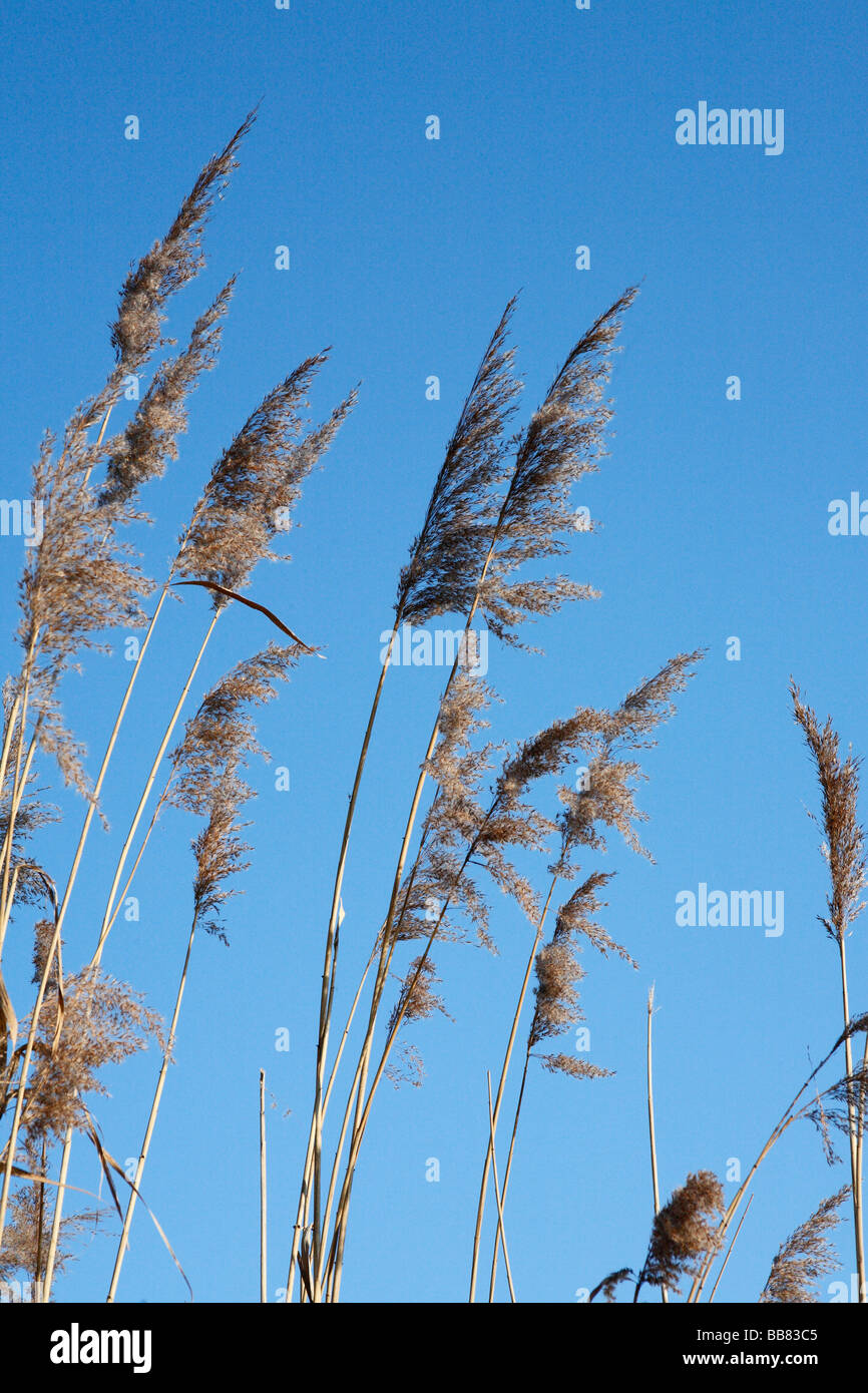 Reed against blue sky, near Bieber, Hesse, Germany Stock Photo