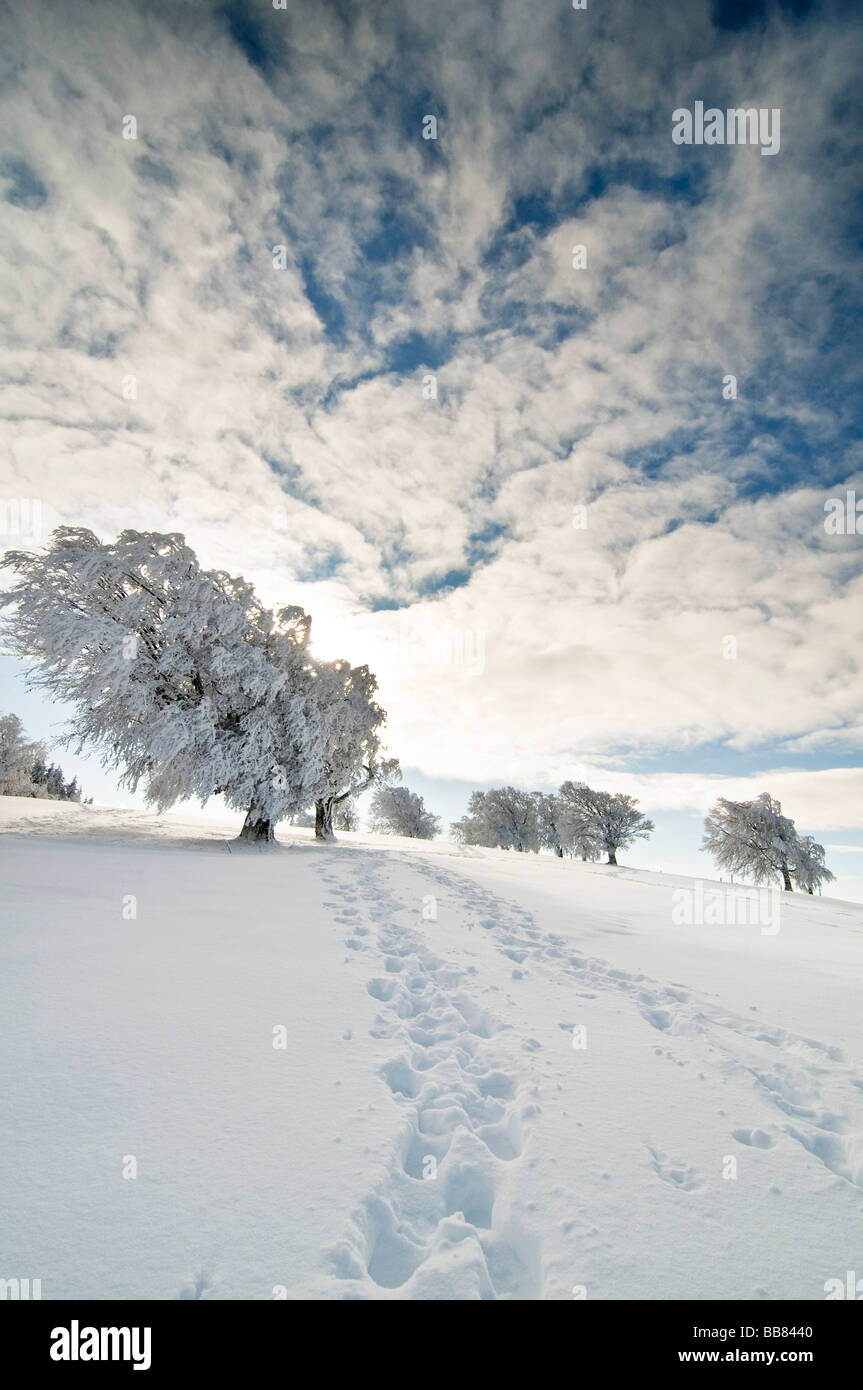 Snow-covered beech trees in winter, South Black Forest, Baden-Wuerttemberg, Germany Stock Photo