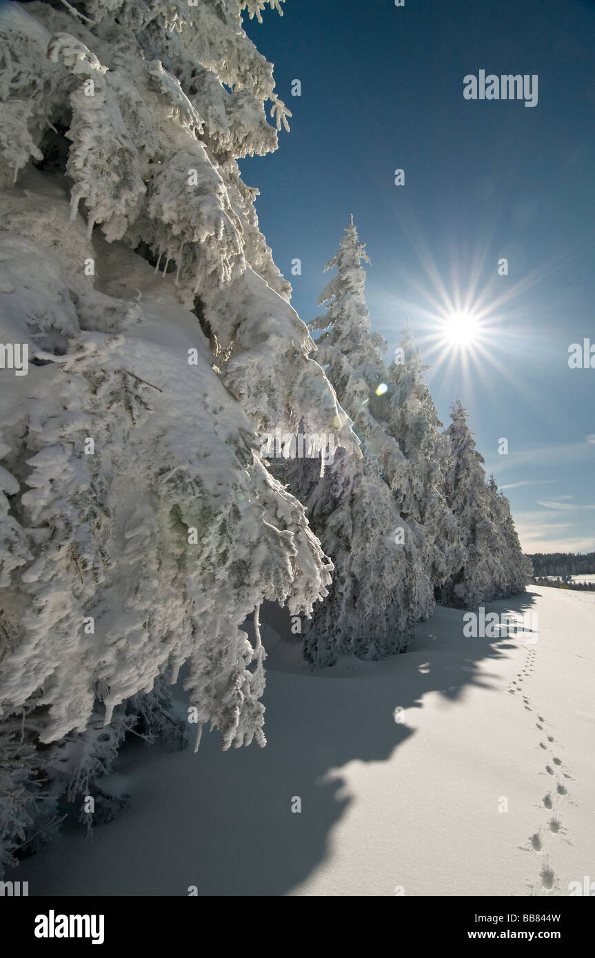 Snow and hoar frost covered firs with sun, Schauinsland, Black Forest, Baden-Wuerttemberg, Germany, Europe Stock Photo