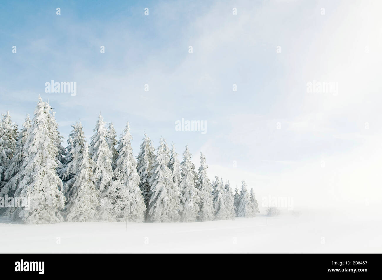Snow and hoar frost covered firs with fog, Schauinsland, Black Forest, Baden-Wuerttemberg, Germany, Europe Stock Photo