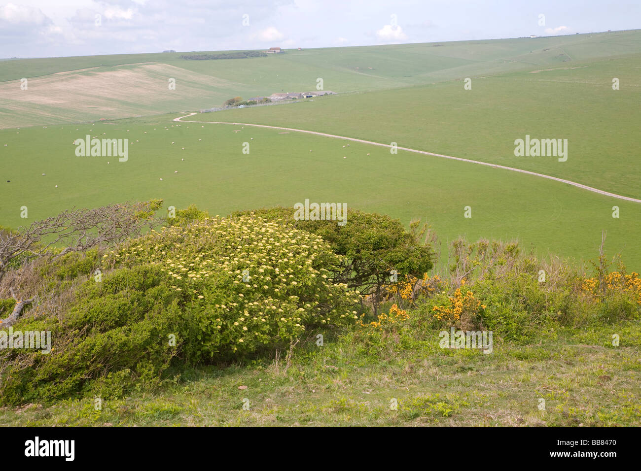 Chalk landscape South Downs Stock Photo