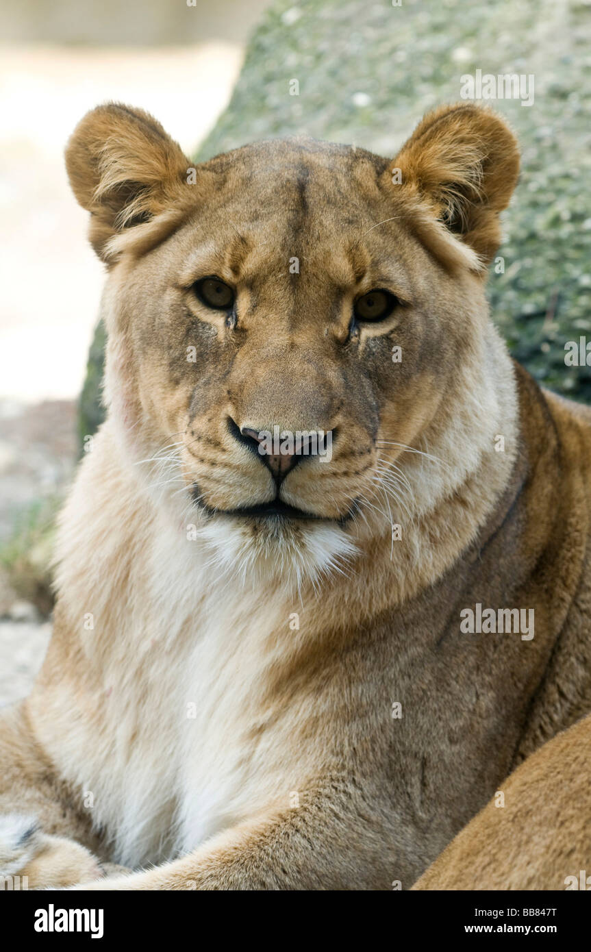 Page 3 - Loewe Tier High Resolution Stock Photography and Images - Alamy