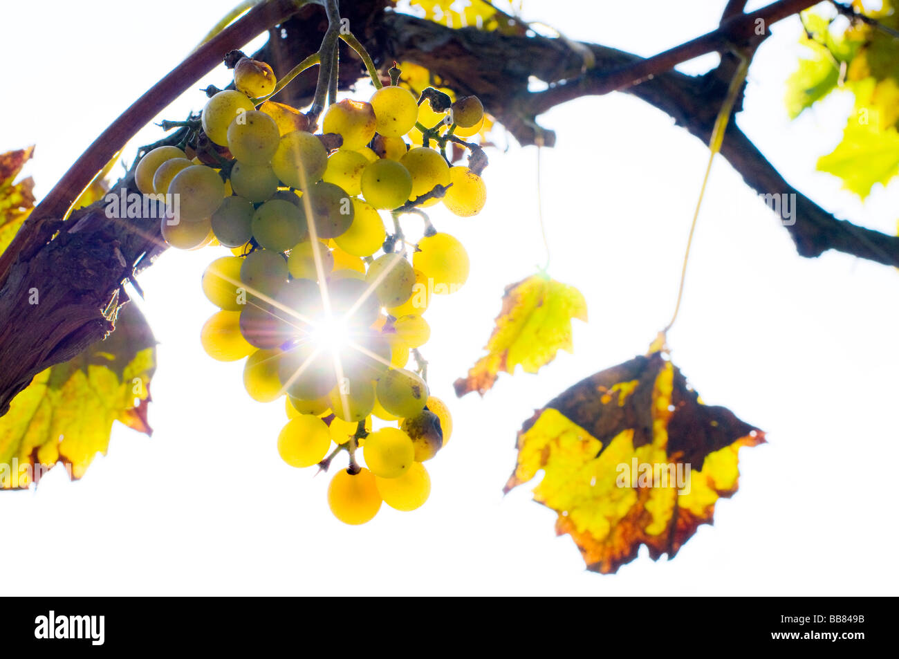 Yellow grapes with sun and sunrays Stock Photo
