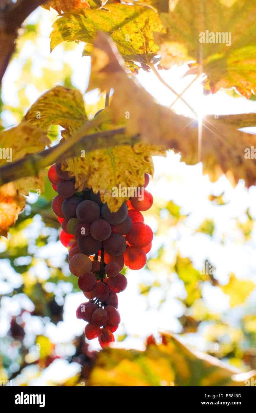 Red grapes with sun and sunrays Stock Photo