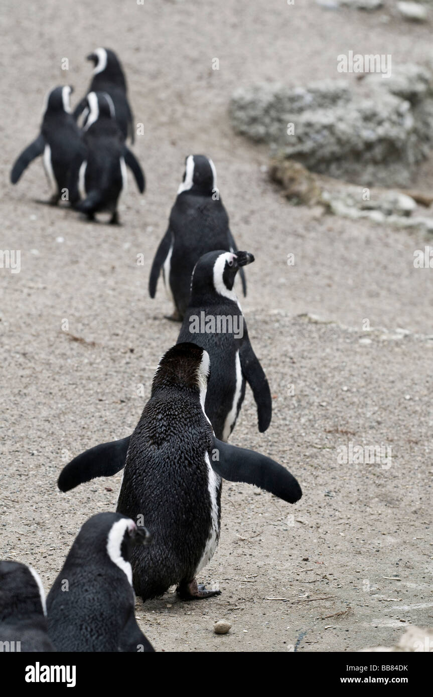 A succession of Humboldt Penguins (Peruvian Penguins) Stock Photo