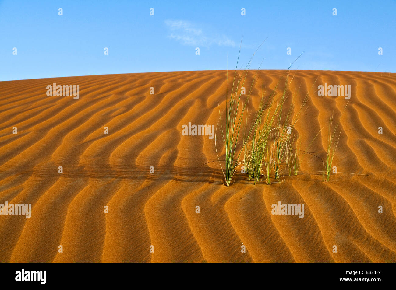 Sanddunes with wind structures and tuft of grass Stock Photo