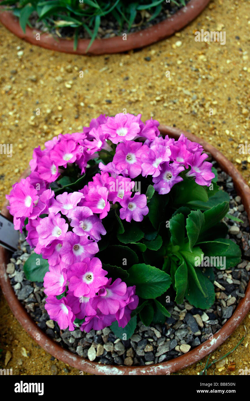 PRIMULA JANET ALDRICH GROWING IN THE ALPINE HOUSE AT RHS WISLEY. SURREY UK. Stock Photo