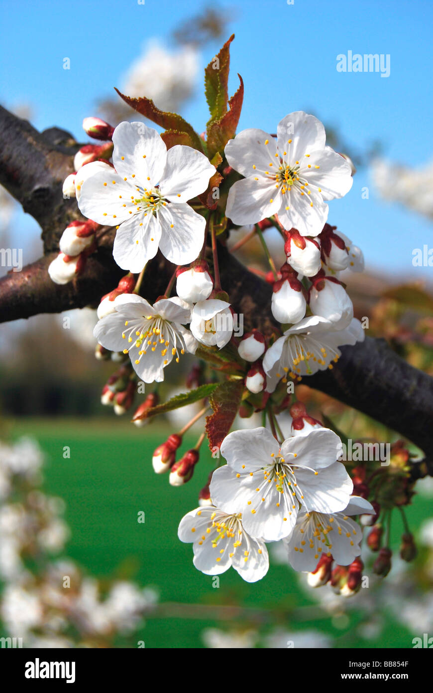 Wild Cherry or Sweet Cherry (Prunus avium), blossoming Stock Photo