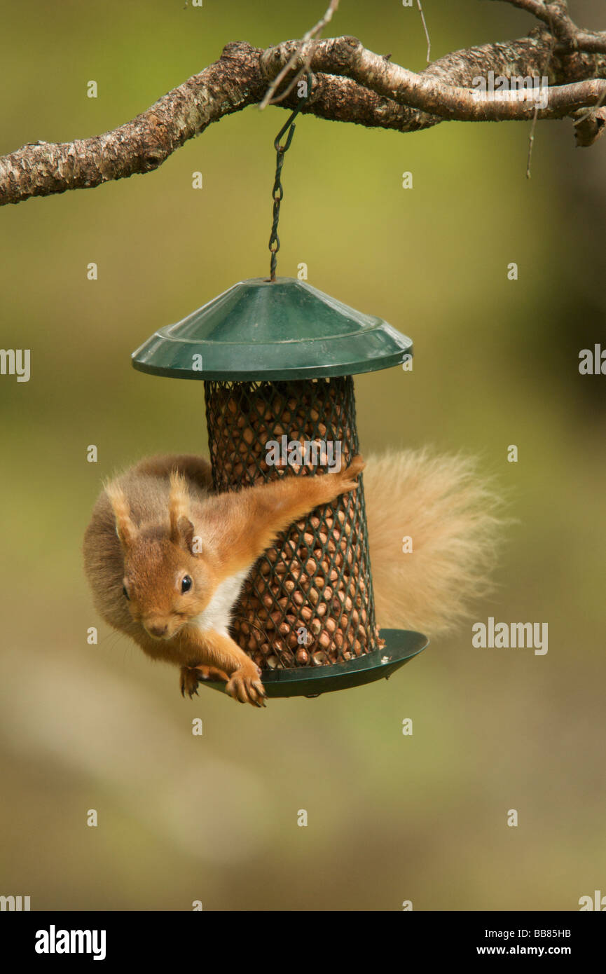 Red squirrel on feeder Stock Photo - Alamy