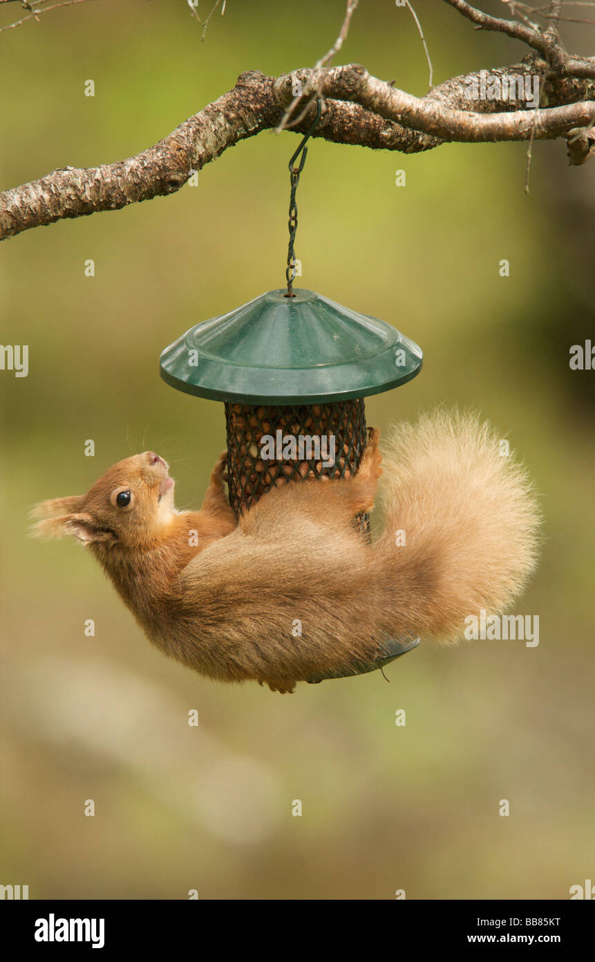 Feeder species hi-res stock photography and images - Alamy