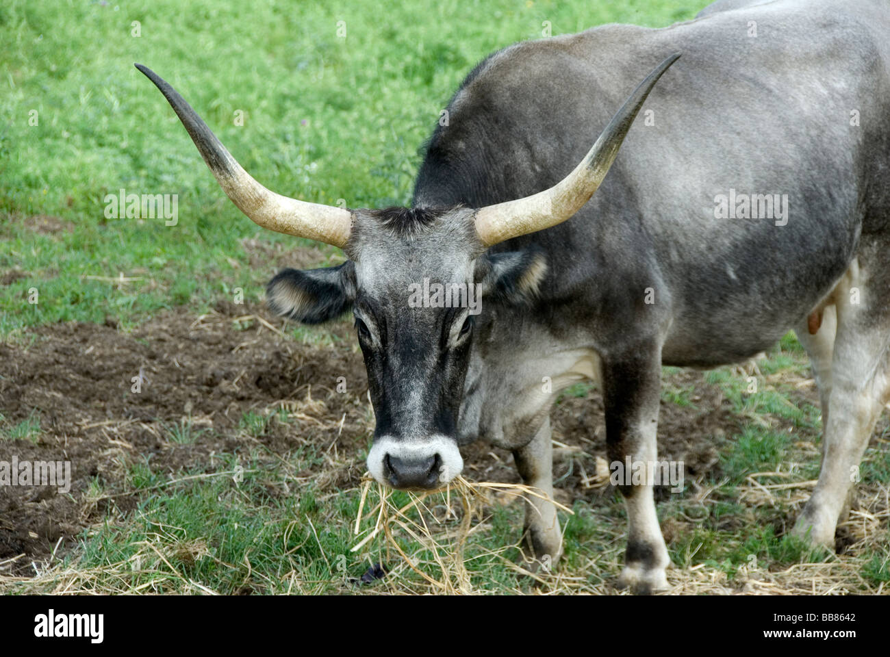 Maremma long horned cattle grazing in the scrub called Macchia in the
