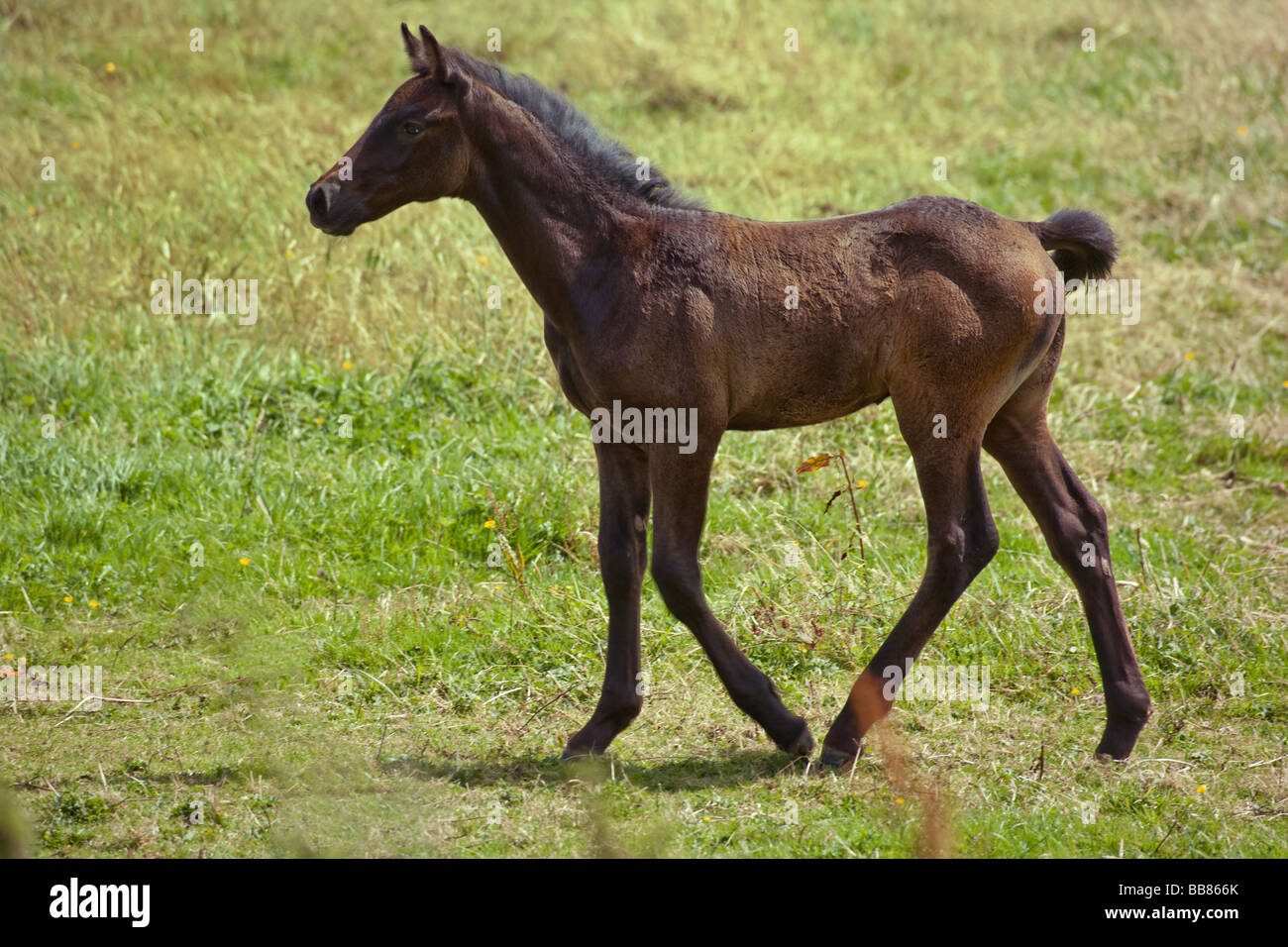 Young dark brown foal in field Stock Photo