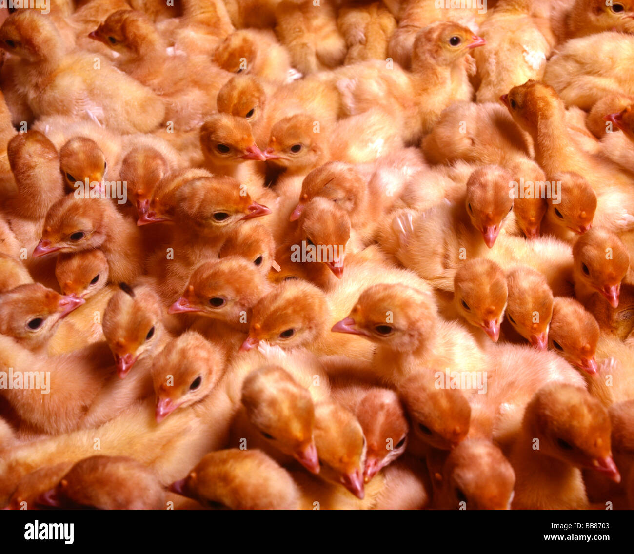 A lot of little turkeies in detail Stock Photo