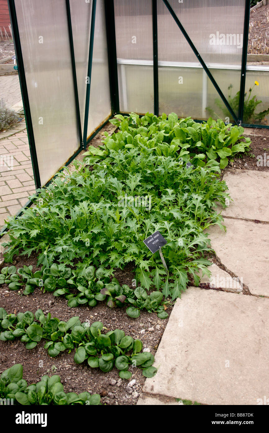 SALAD CROPS OF RADISH ROUGETTE AND JAPANESE GREENS MIZUNA GROWING IN